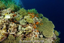 A view of Daedalus Reef in the Red Sea,Egypt by David Gilchrist 